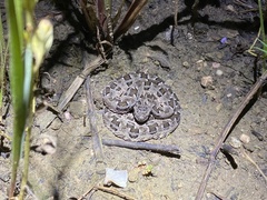 Bothrops mattogrossensis