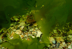 Heteroclinus eckloniae