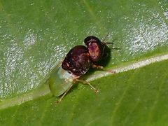 Oplodontha rubrithorax