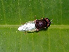 Oplodontha rubrithorax