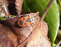 Pyrrhocoris apterus