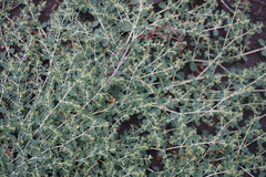 Euphorbia dallachyana