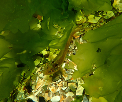 Heteroclinus eckloniae