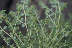Euphorbia dallachyana