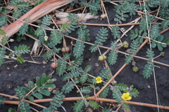 Tribulus micrococcus