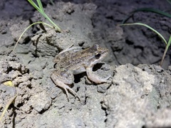 Leptodactylus podicipinus