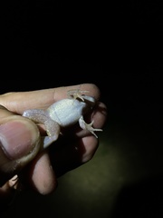 Leptodactylus podicipinus