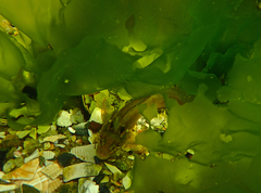 Heteroclinus eckloniae