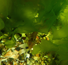 Heteroclinus eckloniae