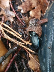Carabus preslii