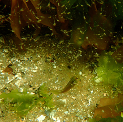 Heteroclinus eckloniae