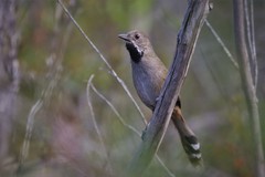 Psophodes nigrogularis lashmari