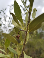 Psydrax oleifolia