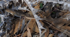Acanthodactylus erythrurus lineomaculatus