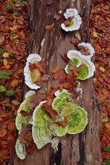 Trametes gibbosa