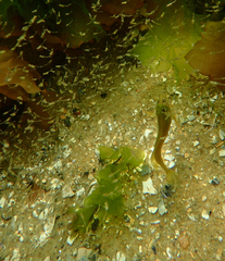 Heteroclinus eckloniae