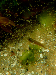 Heteroclinus eckloniae