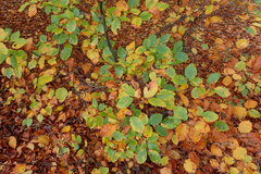 Fagus sylvatica