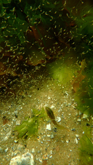 Heteroclinus eckloniae