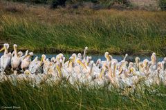 Pelecanus onocrotalus