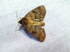 Paradiarsia punicea