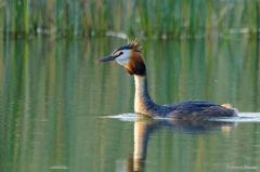 Podiceps cristatus