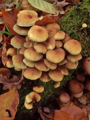 Hypholoma