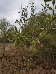 Psydrax oleifolia