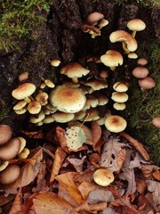 Hypholoma