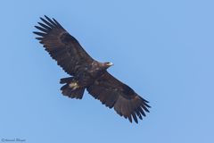 Aquila nipalensis