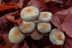 Hypholoma