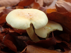 Hypholoma