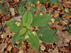 Impatiens parviflora