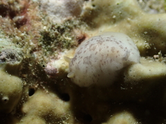 Discodoris coerulescens