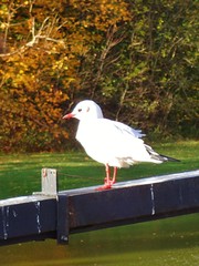 Chroicocephalus ridibundus