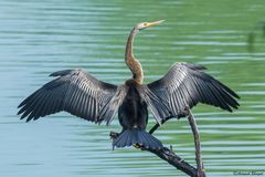 Oriental Darter photo 2