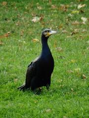 Phalacrocorax carbo
