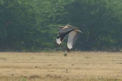 Chlamydotis macqueenii