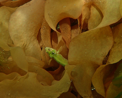 Heteroclinus eckloniae