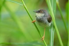Prinia hodgsonii