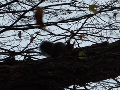 Sciurus vulgaris