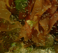 Heteroclinus eckloniae