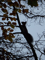 Sciurus vulgaris