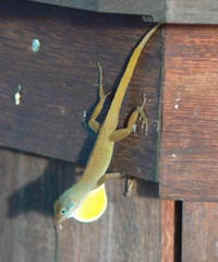 Anolis wattsii