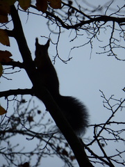 Sciurus vulgaris
