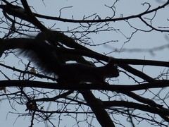 Sciurus vulgaris