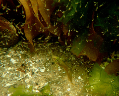 Heteroclinus eckloniae