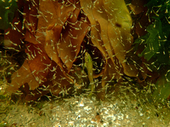 Heteroclinus eckloniae