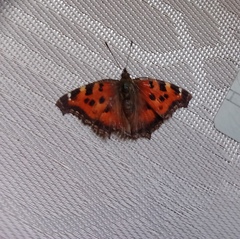 Nymphalis xanthomelas