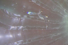 Ancylomenes holthuisi